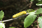 Housenka martináče hrušňového. Foto: Katedra biologie a ekologie Přírodovědecké fakulty OU.