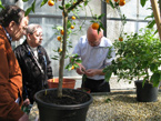 Botanická zahrada Přírodovědecké fakulty vystavovala citrusy