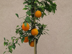 Botanická zahrada Přírodovědecké fakulty vystavovala citrusy