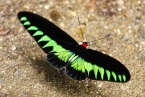 Otakárek Troides brookiana, motýl v rozpětí křídel  dosahuje přes 15 cmCopyright: J. Hodeček
