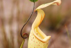 Masožravá láčkova Nepenthes stenophylla je častá na slunných lesních okrajích a v kerangáchCopyright: J. Hodeček